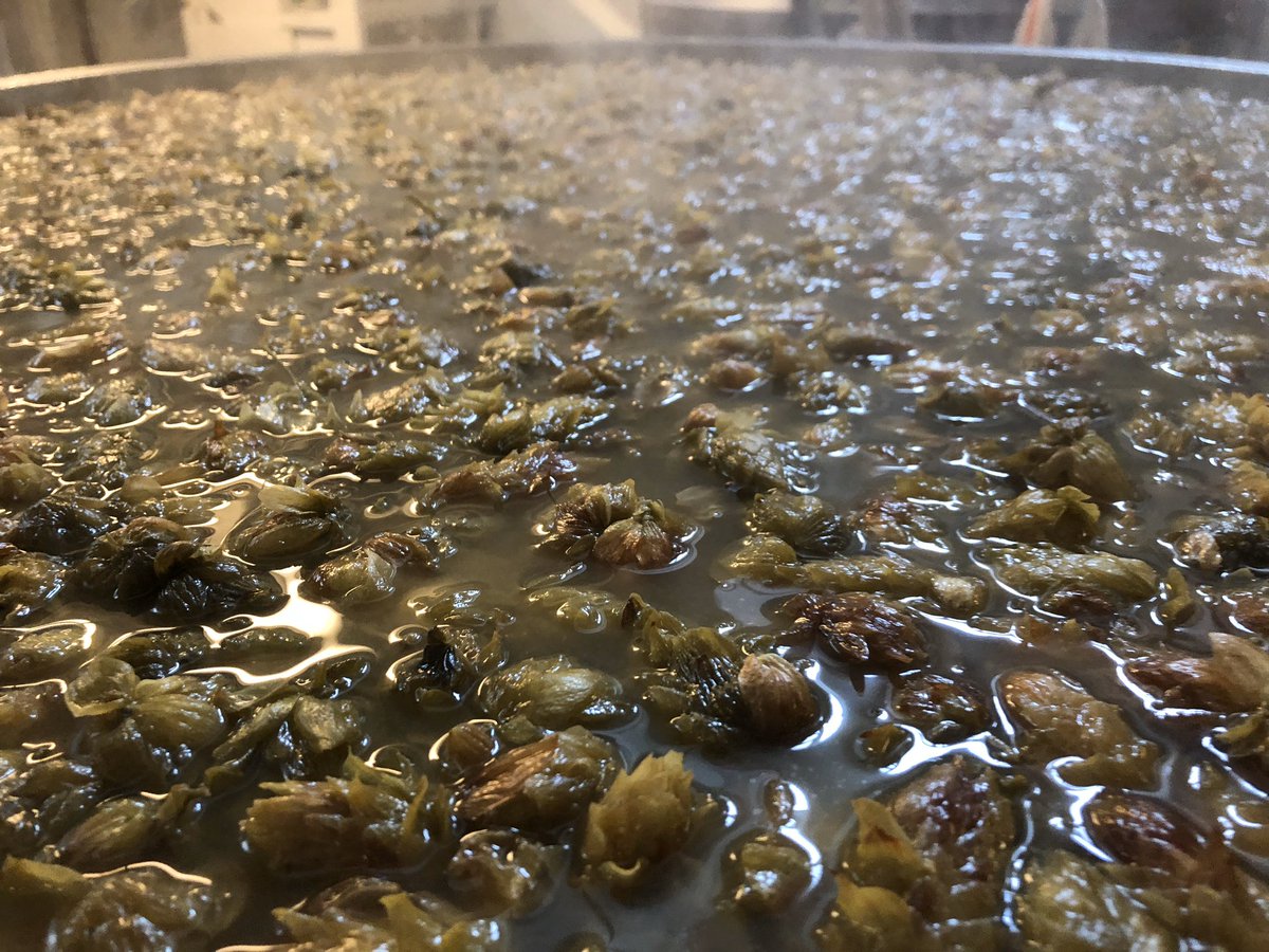 Fresh Hop Holdin Daisies with Idaho7 from Crosby Hop Farms pouring today!