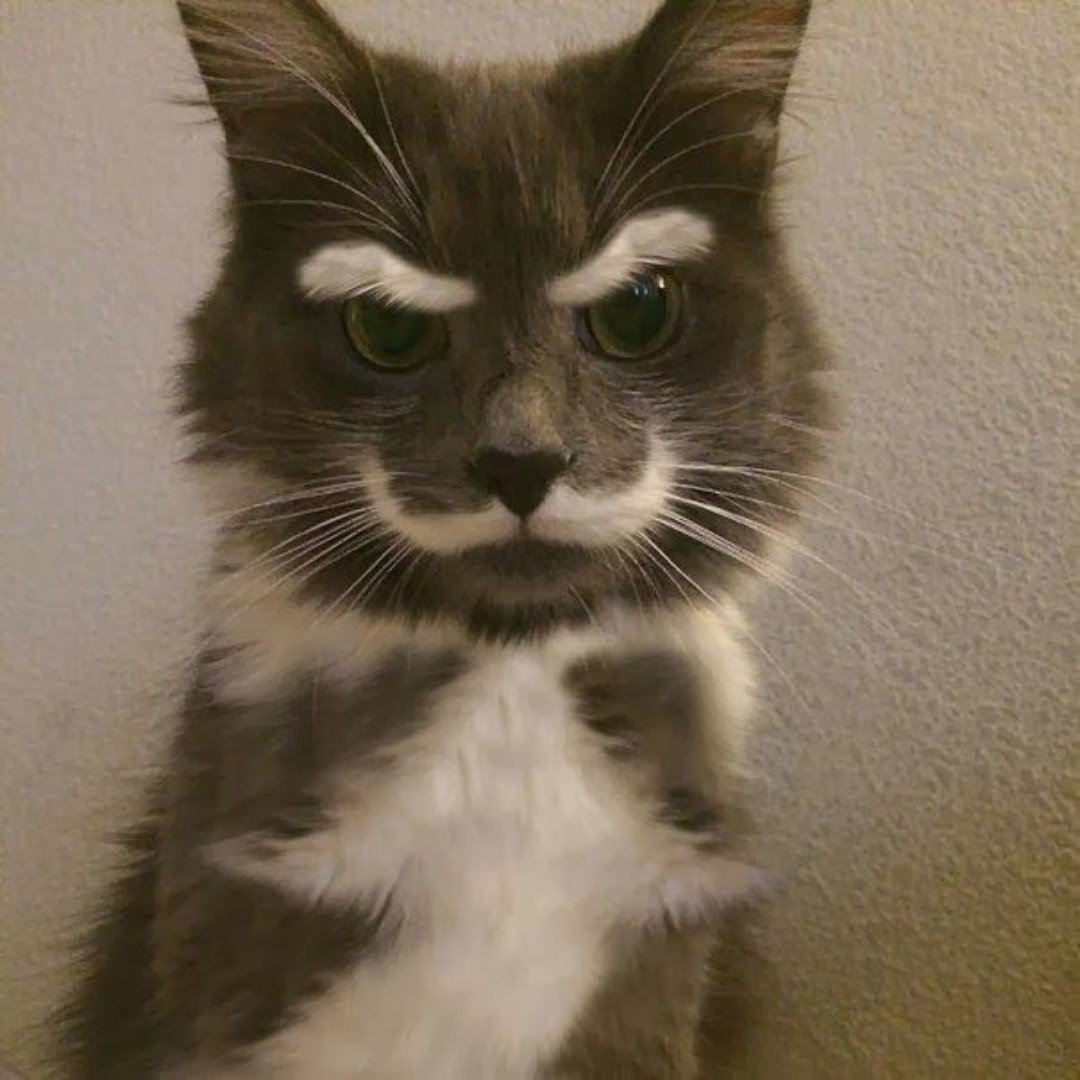 Bow Chicka Meow Meow tweet media