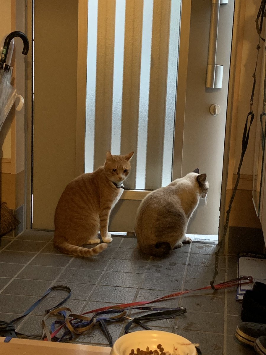 野良猫 台風