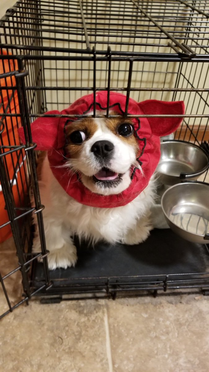sisterfish125's tweet photo. This is the look of two dogs who think they're being tortured. #wetfoodnight #cavalierkingcharlesspaniel #snood #SpanielProblems https://t.co/VHR07NIfgv