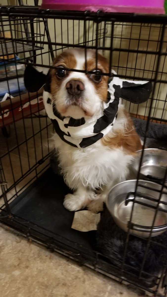 sisterfish125's tweet photo. This is the look of two dogs who think they're being tortured. #wetfoodnight #cavalierkingcharlesspaniel #snood #SpanielProblems https://t.co/VHR07NIfgv