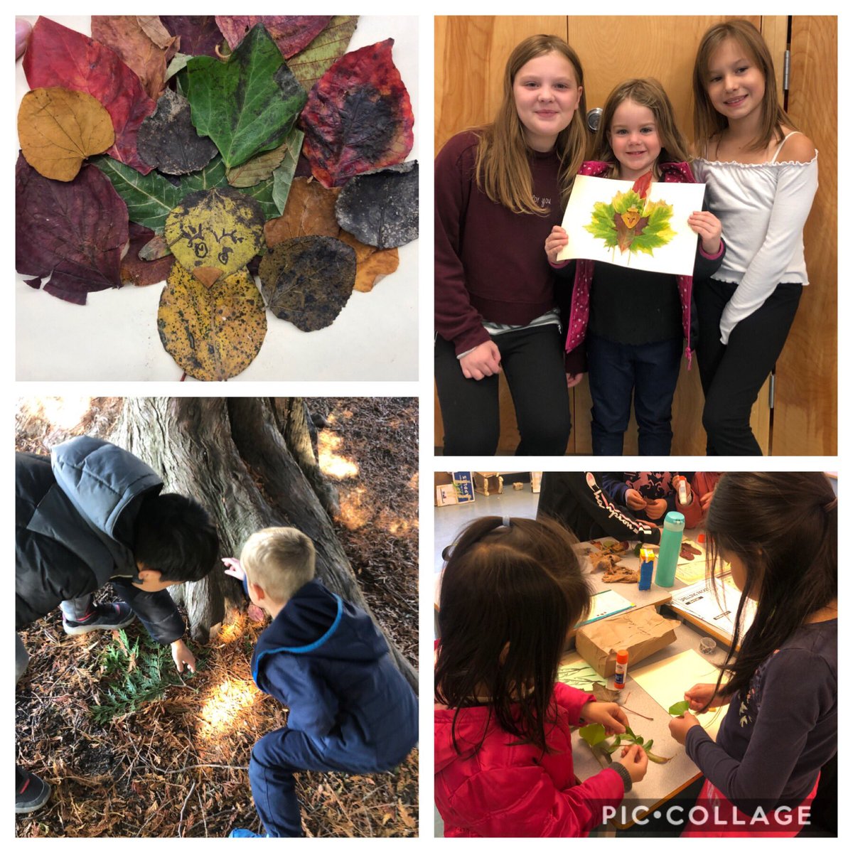 We are thankful for our little buddies! So nice to get outside to explore our community and to make our “leaf turkeys”! #sd36learn