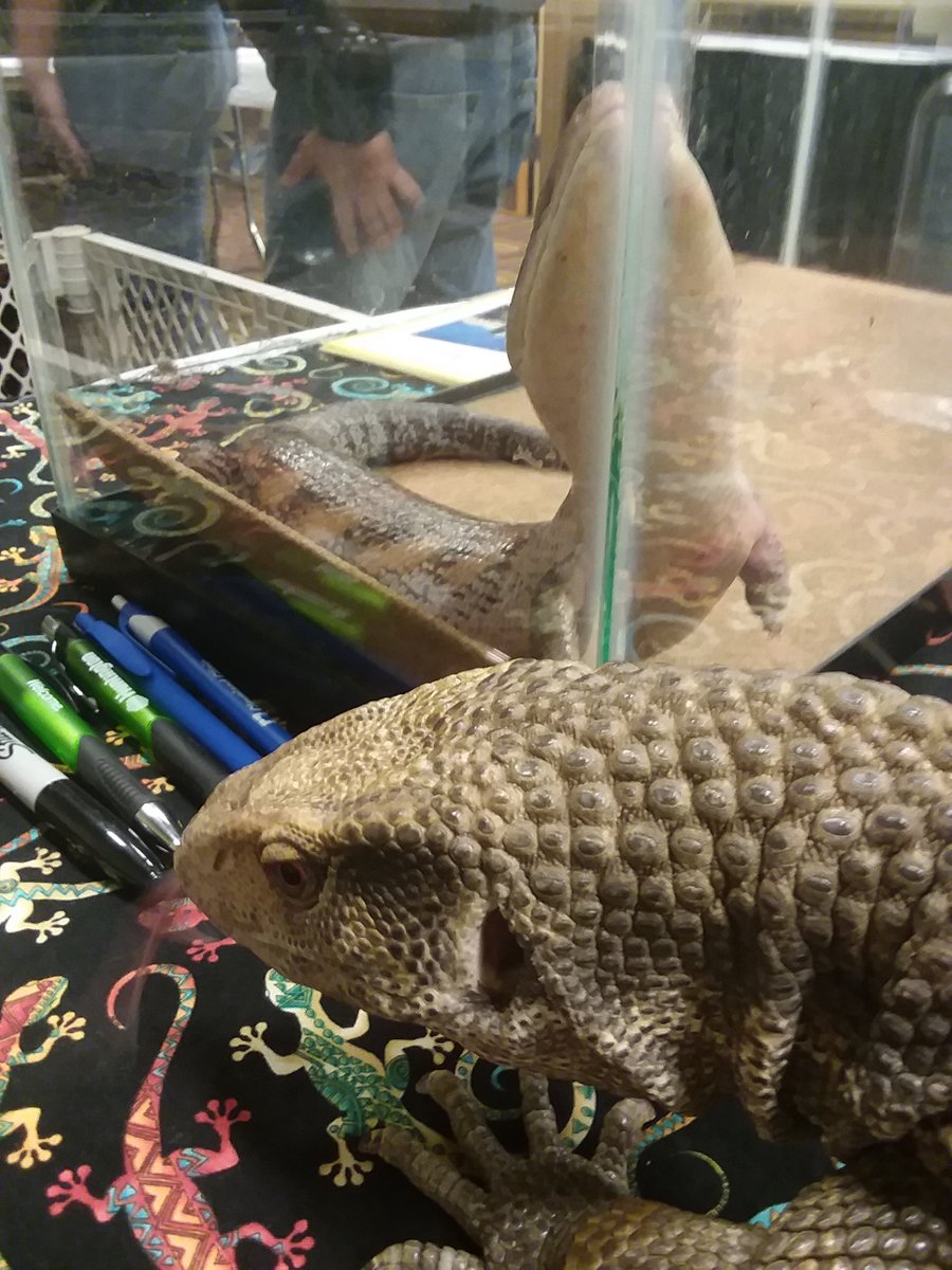 HerpsAlive's tweet photo. Corey and Digger are enjoying NARBC Tinley https://t.co/dMdaDY22WG