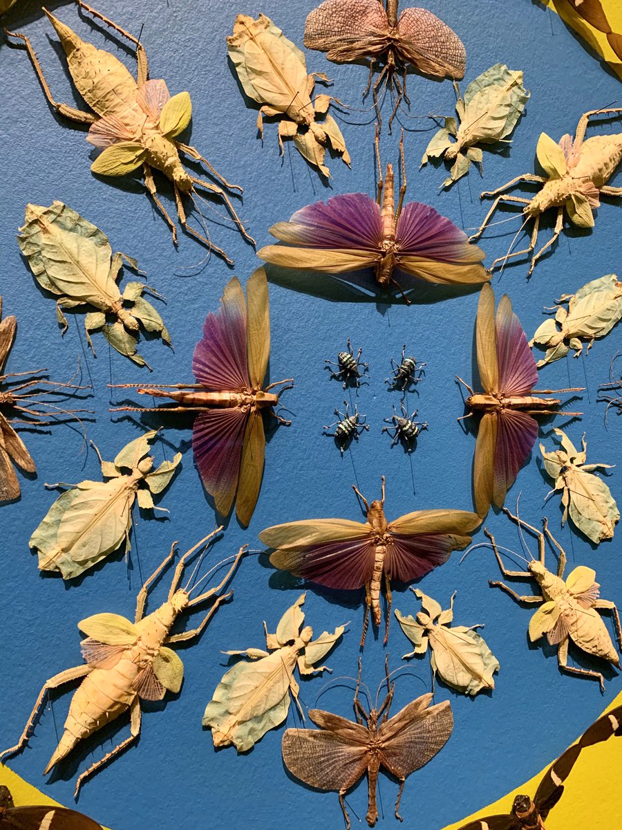 fieldsmel's tweet photo. Amazing exhibit @MFAStPete! Beautiful spaces created with gorgeous insects. Check it out, even if you don’t like bugs! #bugsrule https://t.co/A0ogN9PUAt