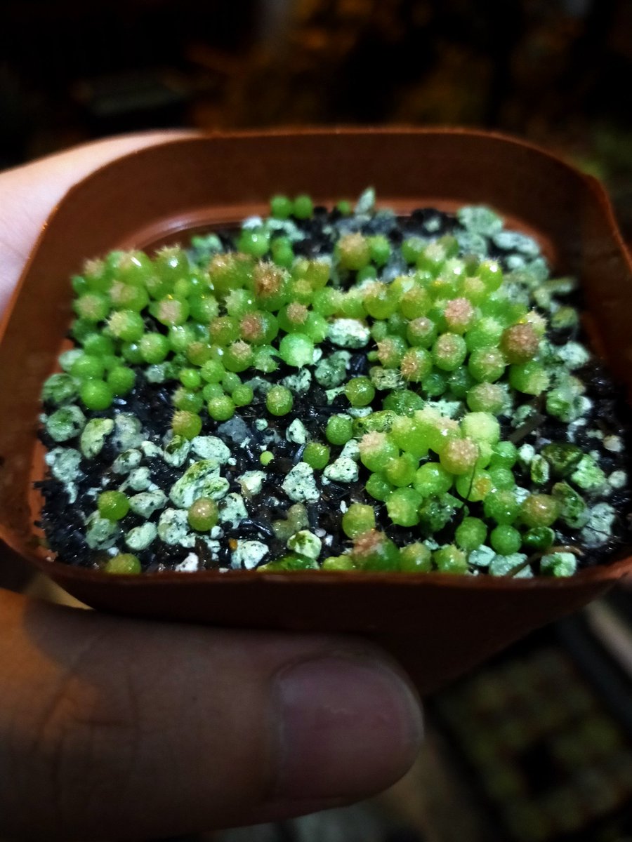 fkcalica's tweet photo. 4 months. still small but I can see some showing a good sign of variegation. :)

#cactusseedling #cactusph #cactus https://t.co/K1RknNFlwI