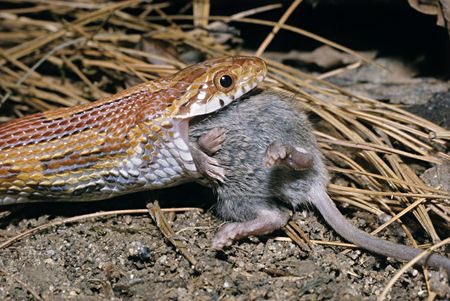 majortweetz's tweet photo. A rear picture of the viper and the rat 😂 #JudasTheRatً #NoRats #Vectorthaviper #ButMi https://t.co/XpLYDONvVb