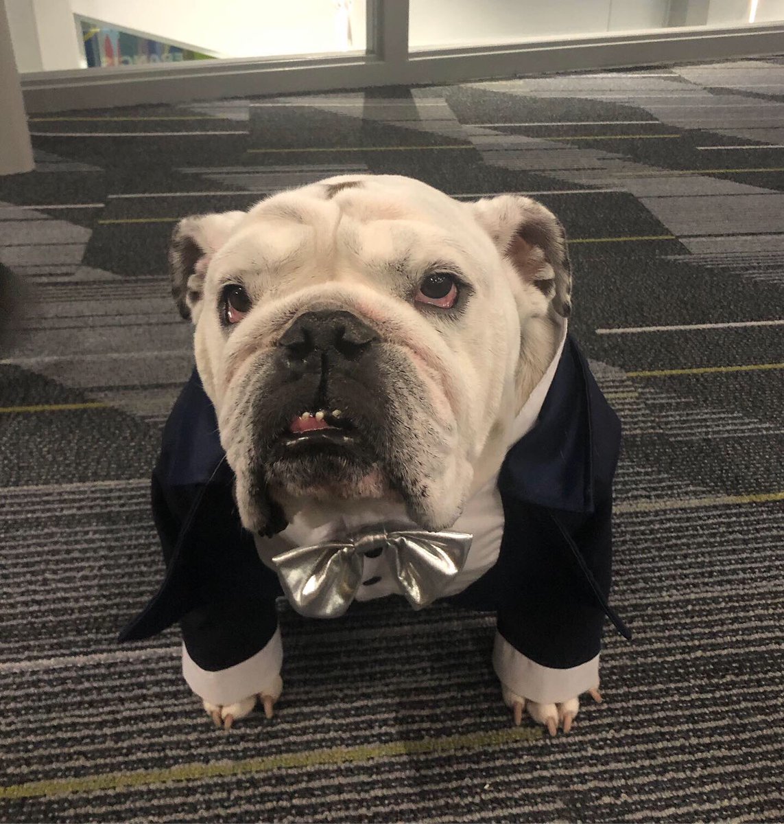 kristin_hurd's tweet image. Why hello, handsome!  @DrakeUGriff #fmds #bestdressed #futurepresident @DrakeUniversity