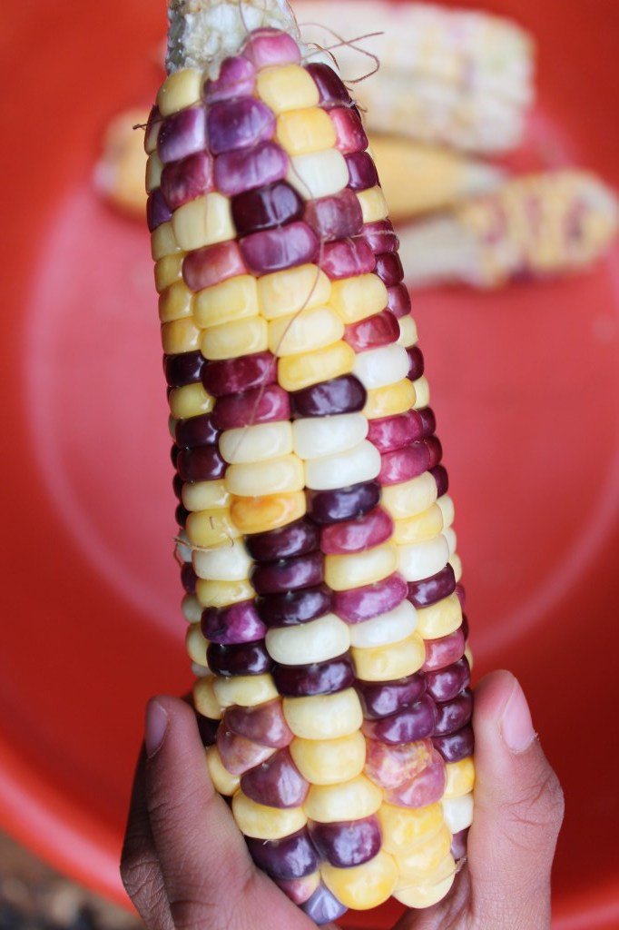 Mokxë’ëxy jë xyëëw jenpojradio.info/2019/10/11/mok…