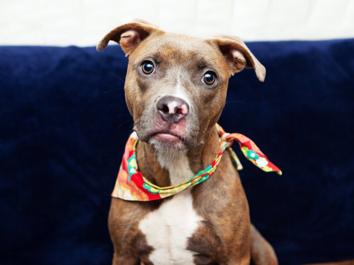 Friends of Lucas County Dogs tweet media