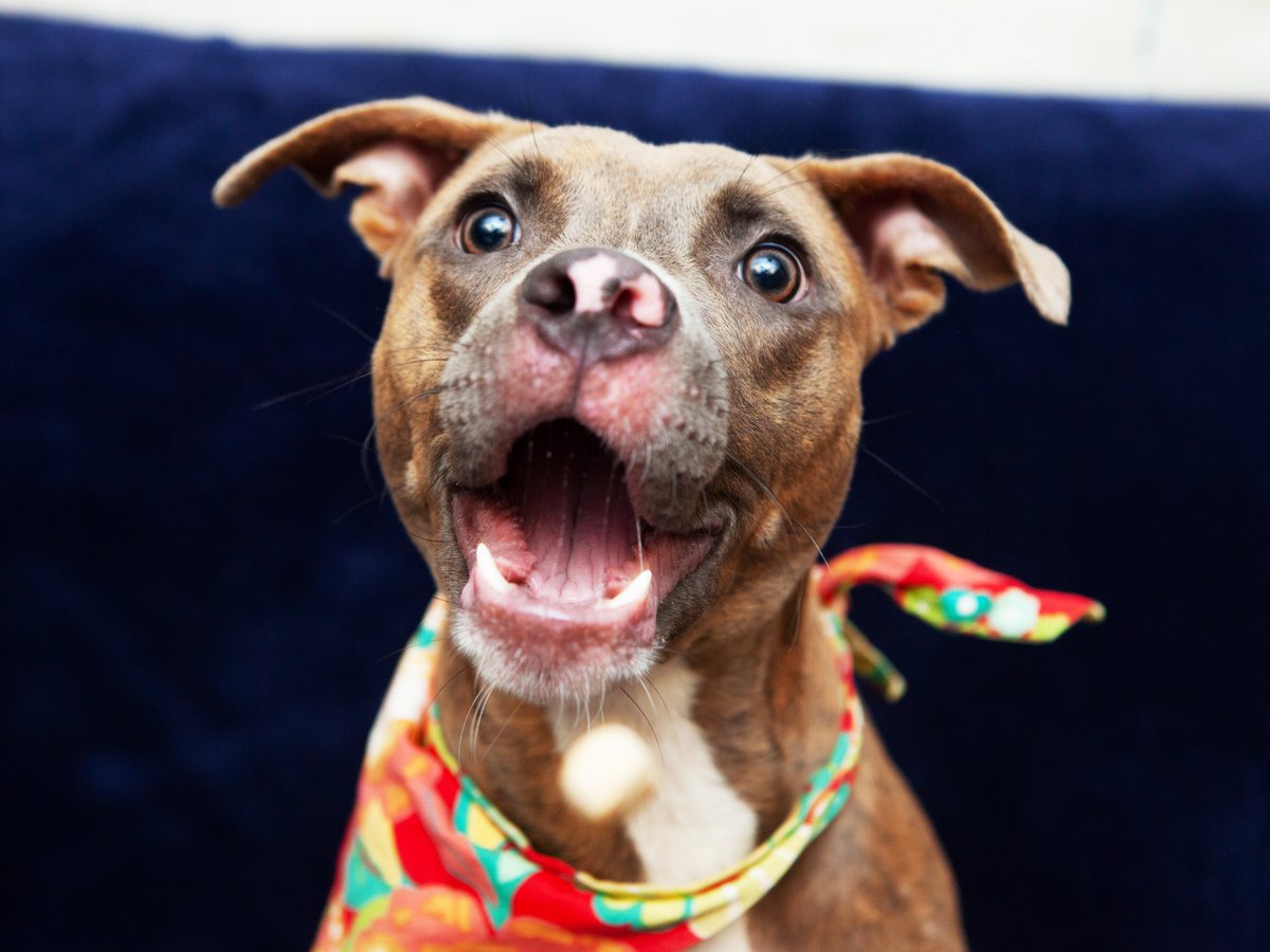 Friends of Lucas County Dogs tweet media