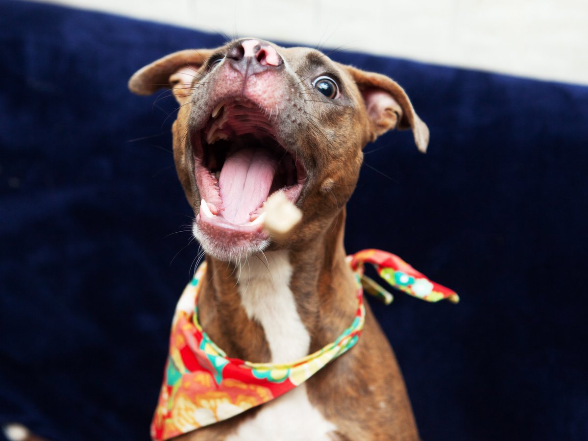 Friends of Lucas County Dogs tweet media