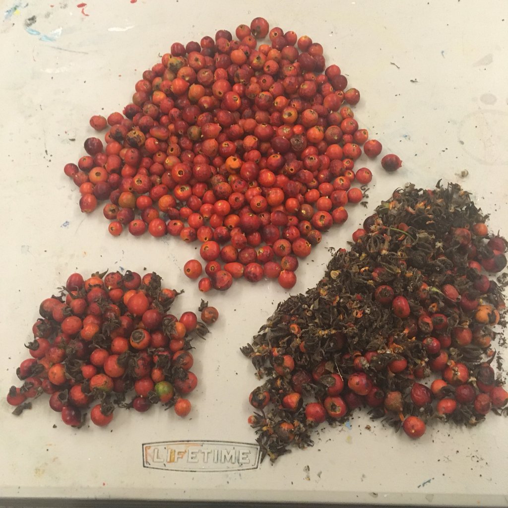 Another_Slice's tweet photo. Rosehip and blackberry leaves harvesting today. Next step to be dried on a screen and made into tea and syrup. #organic #allnatural #natural #rosehip #rosehip #blackberry #harvest
https://t.co/W6GmtEOFJx https://t.co/9VbOiJEJck