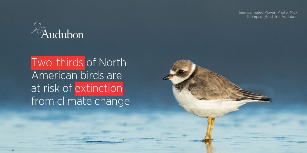 audubonsociety's tweet photo. Audubon's new climate report shows that 389 bird species are vulnerable to extinction because of climate change. But there's still hope—if we #ActOnClimate today, we can improve the chances for a majority of these species. https://t.co/0Vr5twiWcs #BirdsTellUs https://t.co/7MY6XnSrfC
