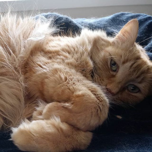 tranquility_au's tweet photo. Perfect #catnap weather #rain #fluffypaws 🌦🍀 https://t.co/ezo33mYiLN https://t.co/gTBs92z3Hs