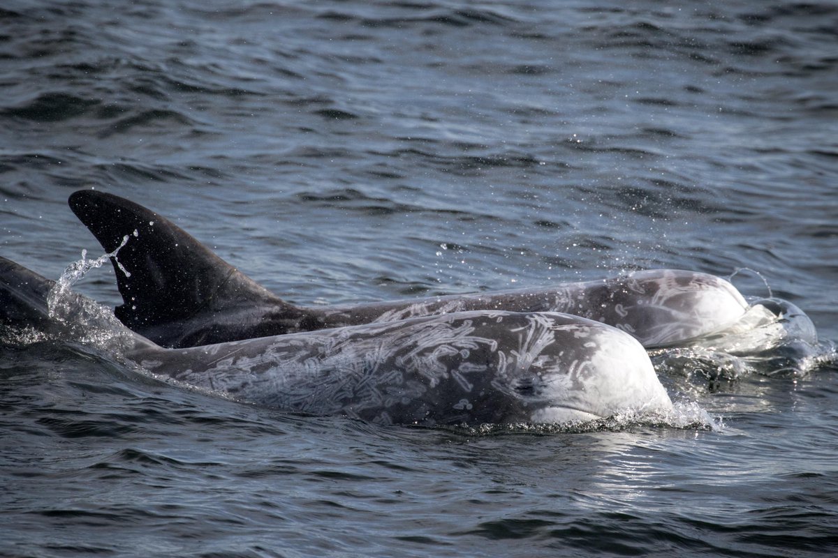 Flat calm seas, Risso's Dolphins, and a feeding Humpback today! - wp.me/p8NNTN-hI