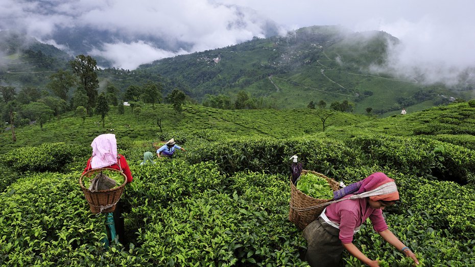 1279NV's tweet photo. Tea Board warning on adulteration https://t.co/RPVspGYGux https://t.co/ugkE1FbdWM
