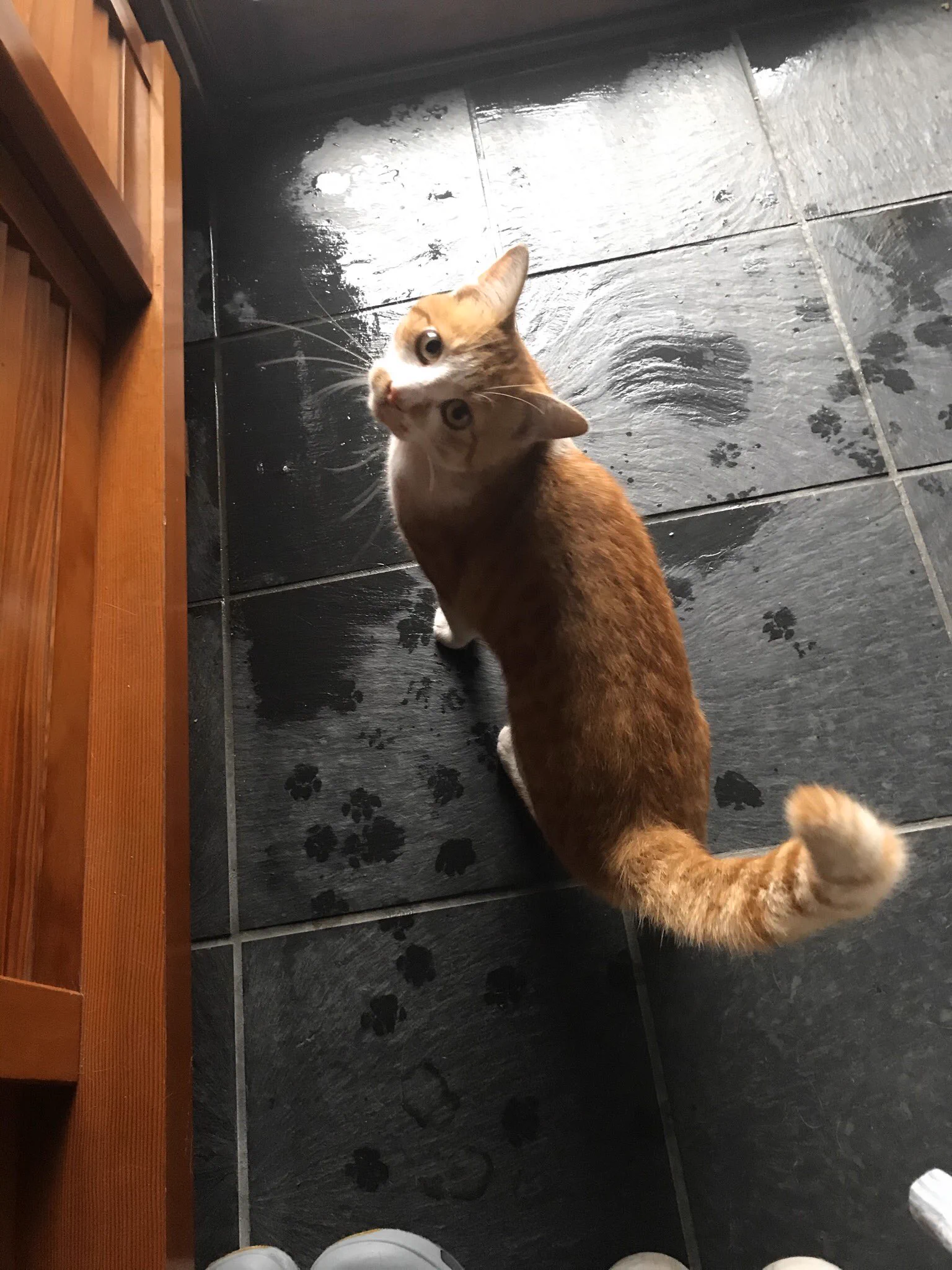 台風で避難してきた猫のお客さんが可愛すぎる件