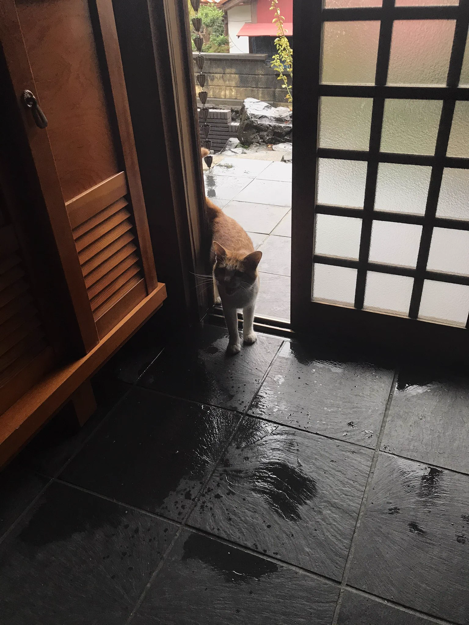 台風で避難してきた猫のお客さんが可愛すぎる件