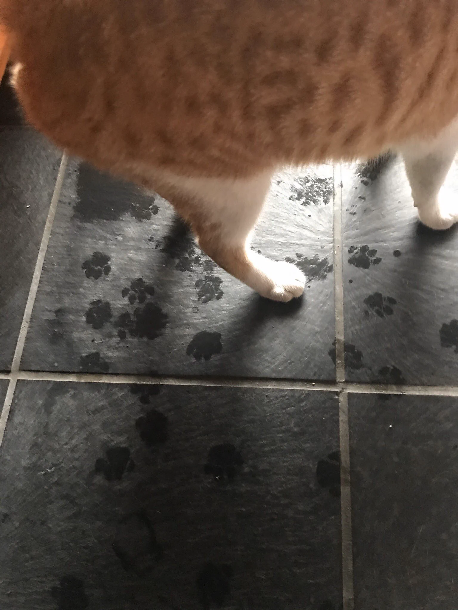台風で避難してきた猫のお客さんが可愛すぎる件