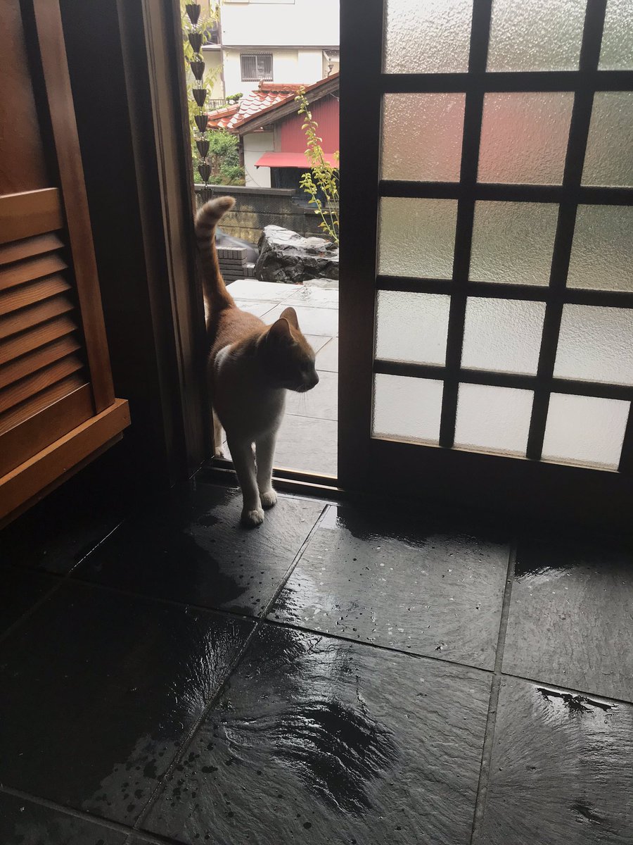 野良猫 台風