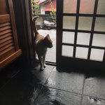 台風で避難してきた猫のお客さんが可愛すぎる件