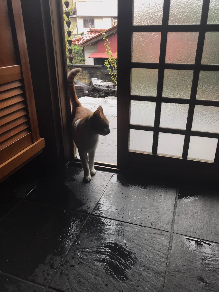 台風で避難してきた猫のお客さんが可愛すぎる件