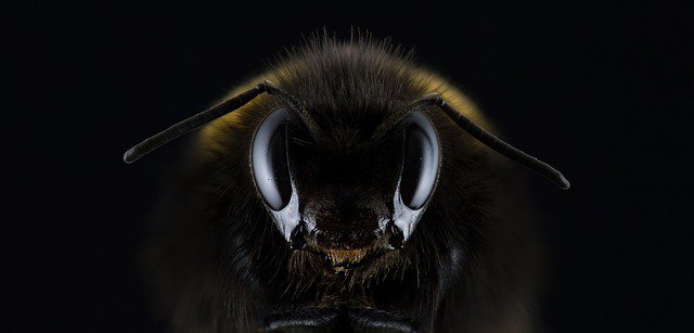 thebeekeeperman's tweet image. I wish everyone would start raising honey bees simply because it has a lot of advantages for this world...  #howt...