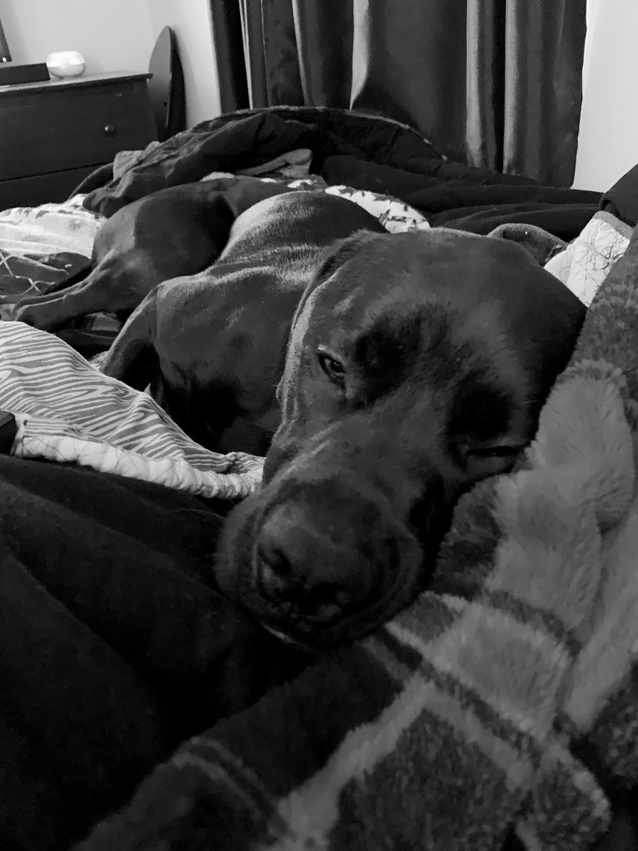 lacedrigg's tweet photo. After a very busy night on & off the ice this trainer is ready for bed! Great W boys, it was about rallying and getting those points. Goodnight ๐๐ค #trainerduties #nojhl #noonediedoneitherteam #everythingisclean #wewalktogether #winstonthepup https://t.co/YTBKXVXiXR