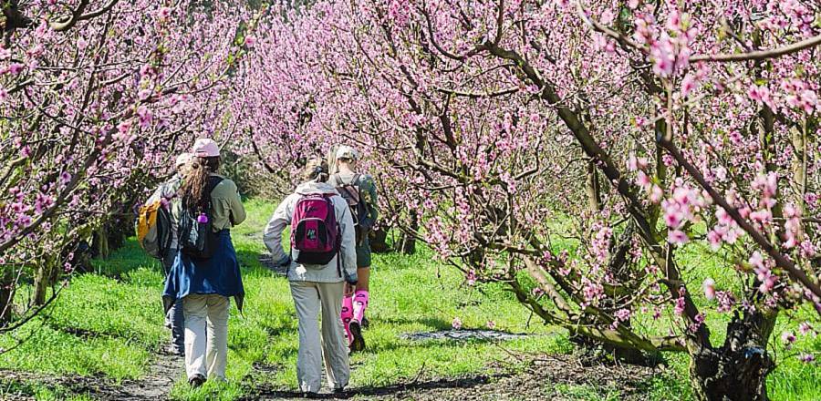 The #ElginBlossomWeekend starts today! Details in this week's #podcast. bit.ly/CTTG0016 via @ExperienceElgin @hickoryshack @QuicketSA @ElginRailwayMkt @oldmacdaddy @PaulWallaceWine @PaulCluverWines @SouthHillElgin @oakvalleywines @InstaEats @IFWTWA #Elgin #ExperienceElgin