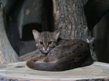 サビイロネコの大きさは ペットにできる 値段や飼育について