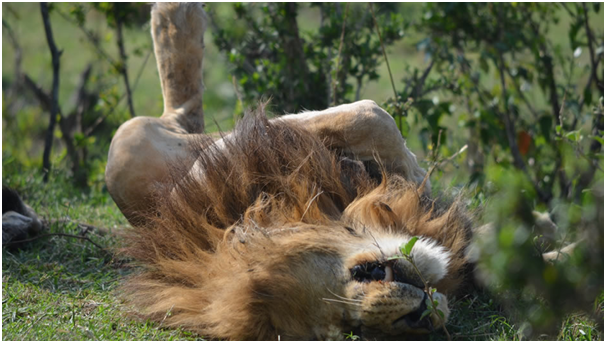 bestnorthern1's tweet photo. Resting after a tiring hunt!
#sotired #sleepy #needrest #bestpicoftheday #instmood #tanzaniasafari #wildlifesafari #safari #safarilive #safariphotography #safaris #travelgram #travel_captures #travelling #travelawesome #travelbag #adventuretravel #adventuresession #adventurer https://t.co/jDGVQ8sfnB