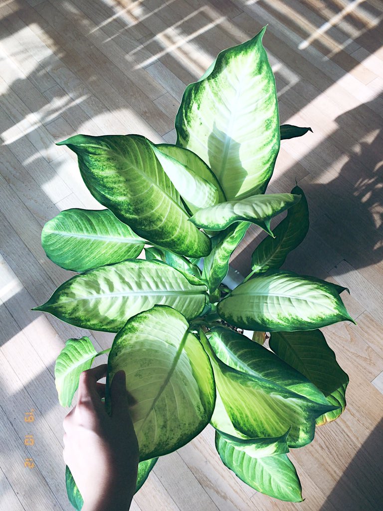 nocnocoo's tweet photo. 이제 내 허리까지 자란 마리안느 https://t.co/MYqviyxjkR