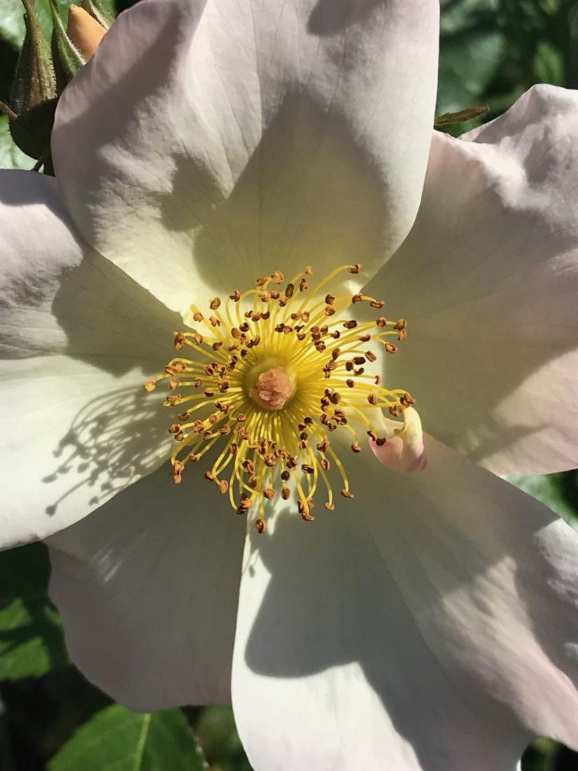 MacroIphone's tweet photo. #macro #photography #iphone #apple #applestock #applestalk #mac #photo #iphone7 #images #iphonemacro #iphonemacros #macros https://t.co/i2mPcul0oy
