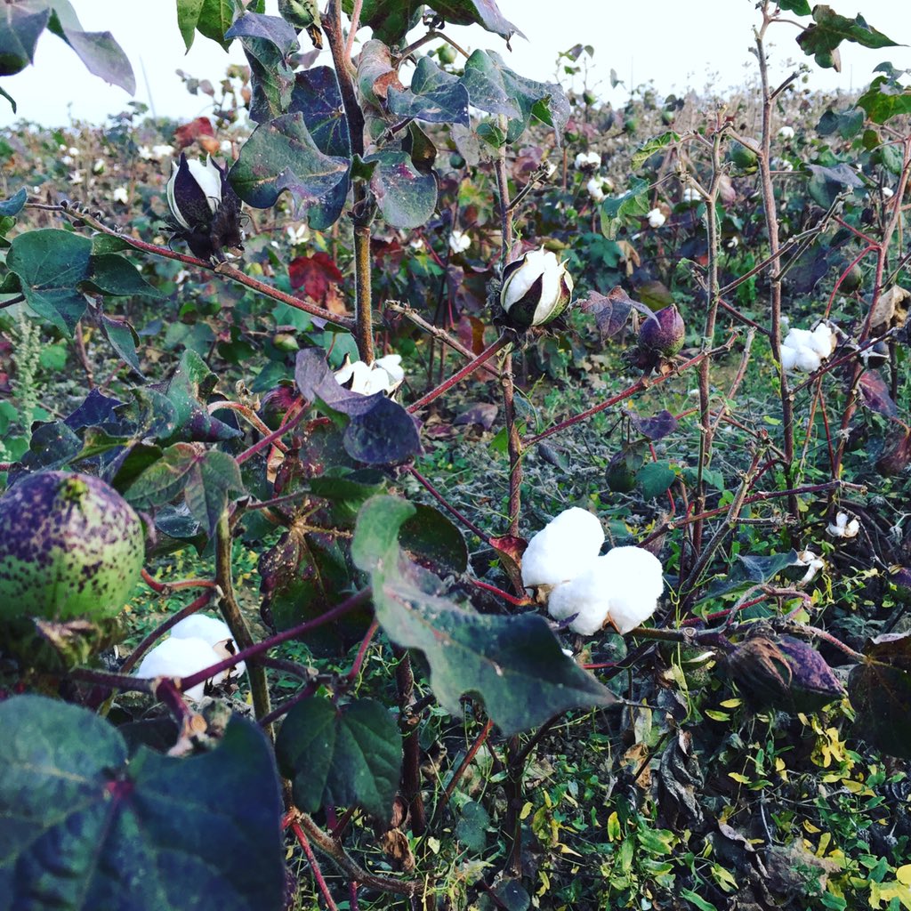 JeanFil4's tweet image. On nous a dit qu’il était impossible de faire pousser du coton en France... Nous avons répondu qu’impossible n’est pas Français 🇫🇷💪. Chez Jean Fil nous cultivons vos polos sur les coteaux de Montréal du Gers. 😊🇫🇷🌱#cotondefrance #fabriqueenfrance