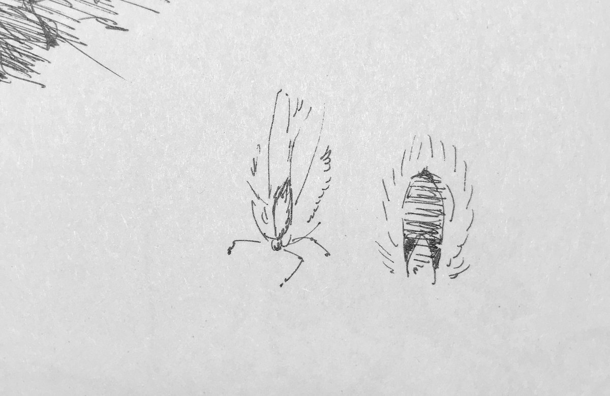 これは確かスケッチしてるときに飛んできた雪ん子を紙の上にとまらせて描いたやつ。脚が可愛い描き方してあるな。 