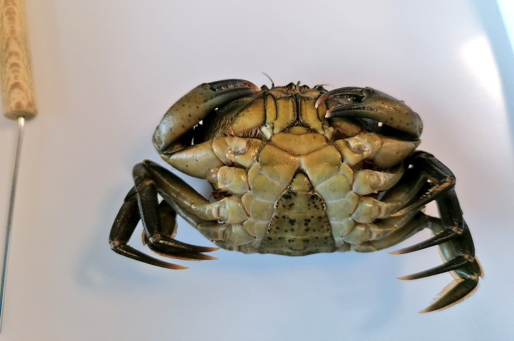 oceanexpLaura's tweet photo. Up close and personal with this male #Carcinus #maenas during our 2nd Lab Practical @PlymUni

I Learned so much and it was fascinating to observe the intricacies of a #Crustaceans anatomy. #plymbio https://t.co/DtSI6HHc8K