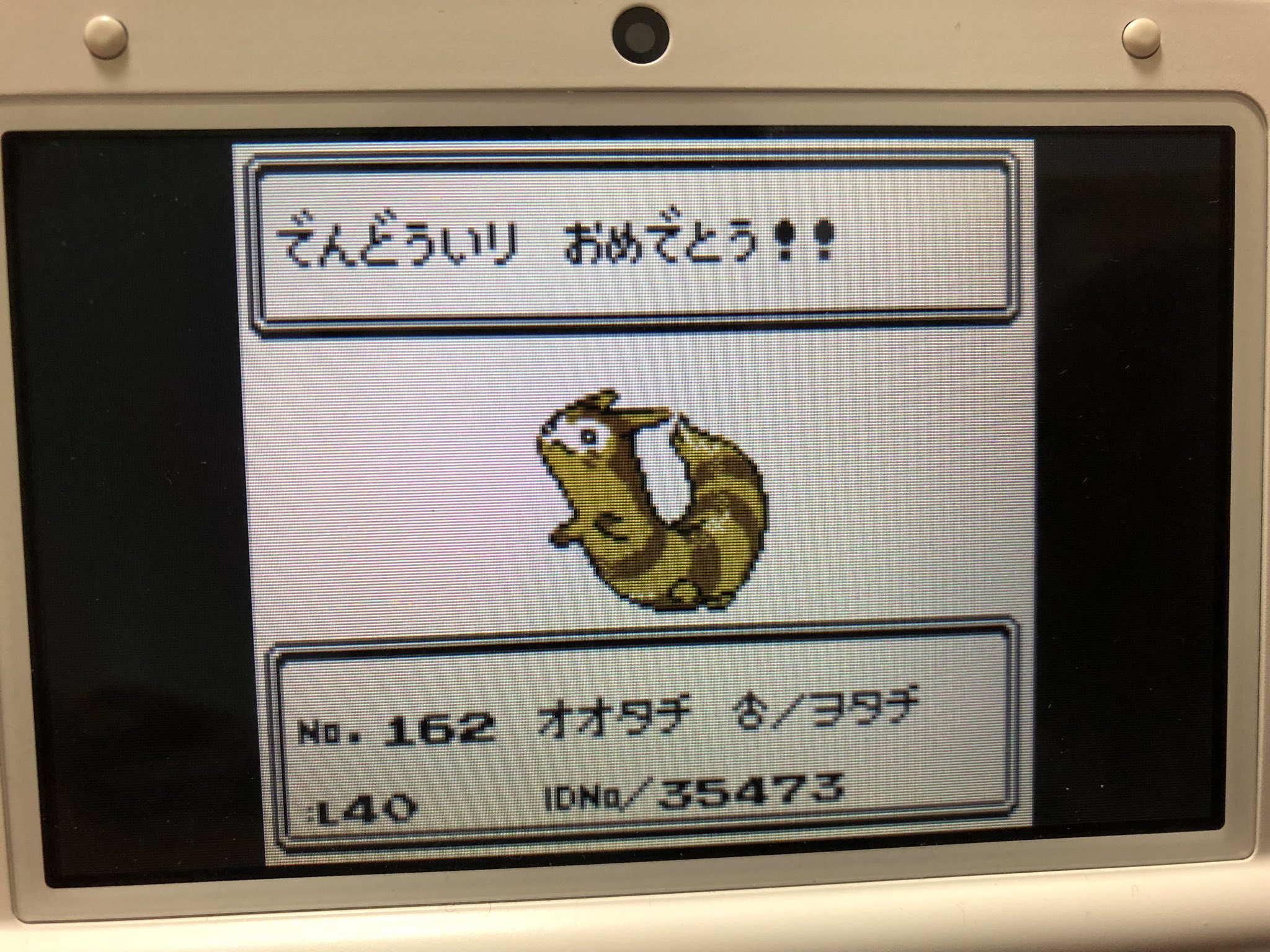 コクブン ヲタチ ことオオタチ 今回のマスコット枠 困った時のノーマルタイプ ほのおタイプがいないので ﾌｧｲﾔｰﾊﾟﾝﾁを覚えさせていたが 弱点つくよりかいりきで殴った方が強い ポケスタ金銀のミニゲームかわいいよね T Co