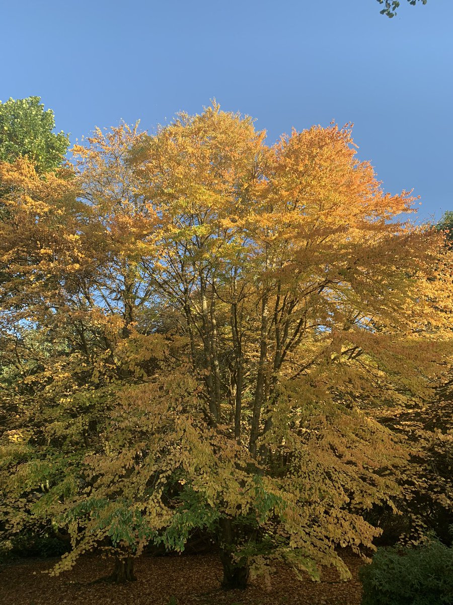Our final tea and tour with the Head Gardener is this coming Wednesday 16th October and there are still a few places left. A great opportunity to see the wonderful autumn colour, such as this stunning Katsura tree. 
#holkerhall #cumbria #lakedistrict #autumn