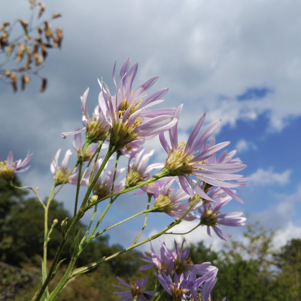 toyoake1301's tweet photo. #シオン #紫苑 #Astertataricus #Tatarianaster
#箱根湿生花園 2019.9.26
Hakone Botanical Garden of Wetlands
#Hakone Kanagawa Japan
26.9.2019
#箱根仙石原 #箱根 #仙石原 #はこね湿生花園 #湿生花園 #visithakone #hakonetrip #花 #flower #はなまっぷ2019 #はなまっぷ #空のある風景 #青空と花 https://t.co/rPHuNBeqH3