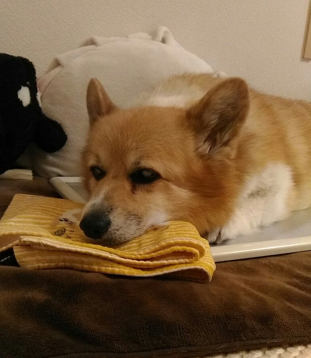 mo_chan2006's tweet photo. 今日の午後から
避難勧告がでたもか家近隣
避難所へ行っても、もーちゃんは
ペットエリアで私達とは
一緒にいれません。恐らく今
高血糖値のもーちゃんと
離れず家にいます https://t.co/S9a3QmffvM