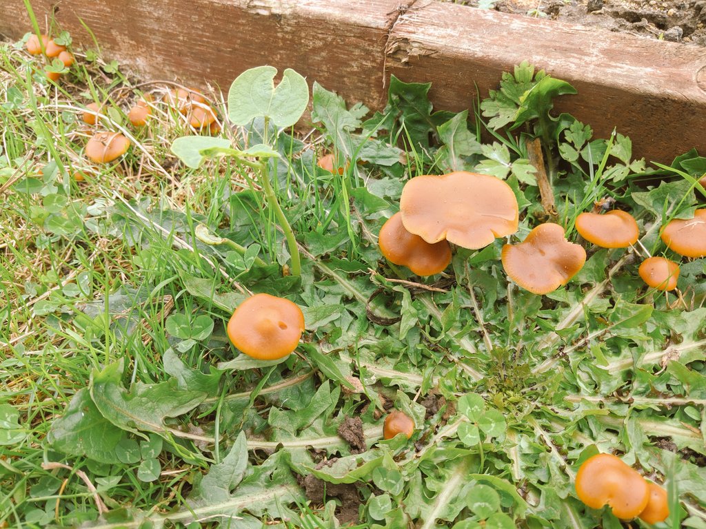 DannyBunting1's tweet photo. Mushrooms and a French bean seedling growing though dandelions growing in the lawn. Anything goes on the allotment apparently! #allotment #lawnweeds https://t.co/mazrx6wjQX