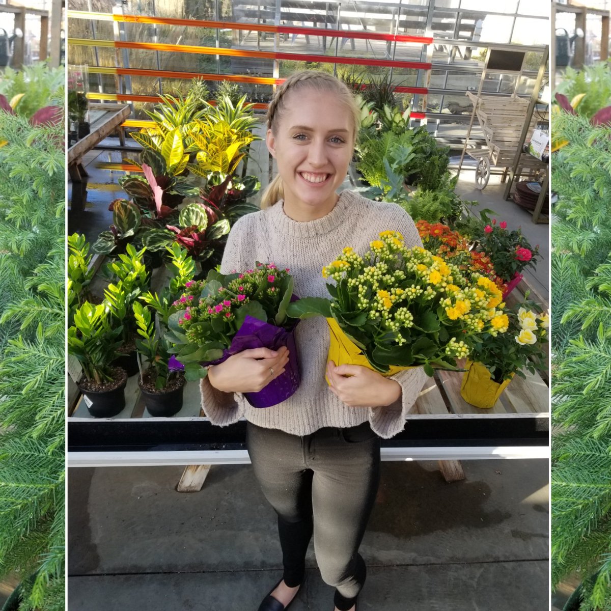 ThielsGH's tweet photo. OPEN Sat 11-4pm Wed 11-6pm. NEW in store and just in time for the long weekend, TROPICALS! πΏπ Our very first houseplant customer snapped up the kolanchoe and left with a BIG smile! #indoorplants #foliage #letsgrowsomethinggreen @goeastofYEG https://t.co/IshsyoJB4j