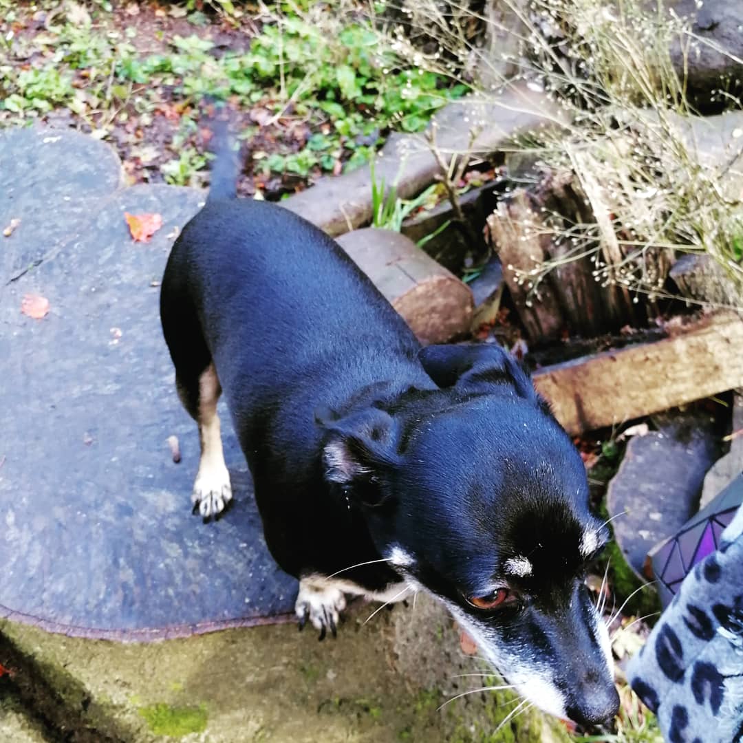 pawfectlyplus's tweet photo. How beautiful is Aubrey? She joined us on our very first Pawfect Pack Walk!

Lots of lead walking and manner checking and then a fun run around off lead at the end!

#dogwalking #jackahuahua #walkies https://t.co/zGP3GuHiqn