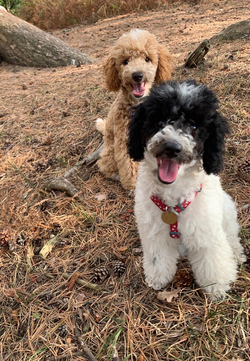 klbartram's tweet image. So when is the puppy stage over? 😅 it’s been a fun 3 months but I’d like it to be over soon. Carnage.