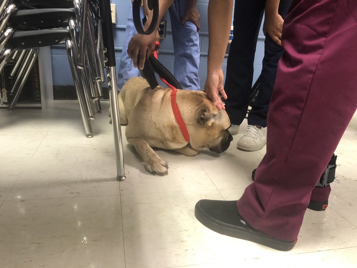 First clinical day of the year in the books for @LouisvilleCHS juniors! #dogdays #handsonlearning #doghaireverywhere