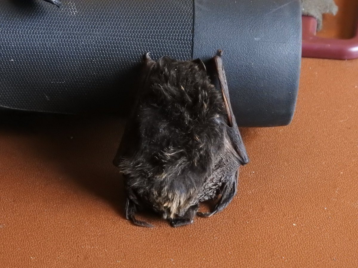 mywildlifeuk's tweet photo. More #bat pics. Is it a barbastrelle?
@_BCT_ @LeicsWildlife #ukbats #bats #batsuk #ukwildlife https://t.co/SbWCwInTr8