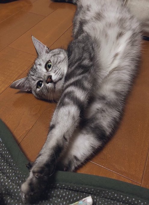 川の様子なんて見るな猫だけ見てろのtwitterイラスト検索結果