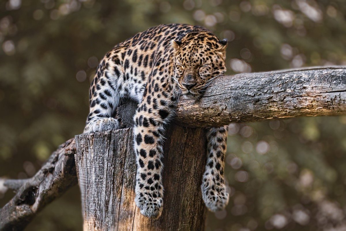 Il a l'air épuisé et apaisé en même temps 😴😁💤
#adorable #animauxsauvages #animauxmignons #tropchoux #animauxdecompagnie #animauxdroles #photographie #environnement #bonheur #ecologique #bouledepoil #jaimeleschiens #tropmimi #planete #nature