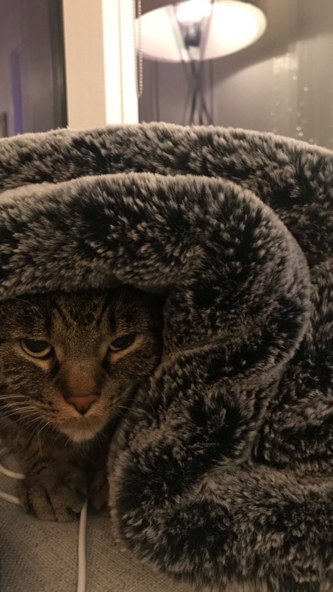 KatTimpf's tweet image. I will be on Fox News several times between 10am and noon. Here is a picture of my cat that no one asked for.