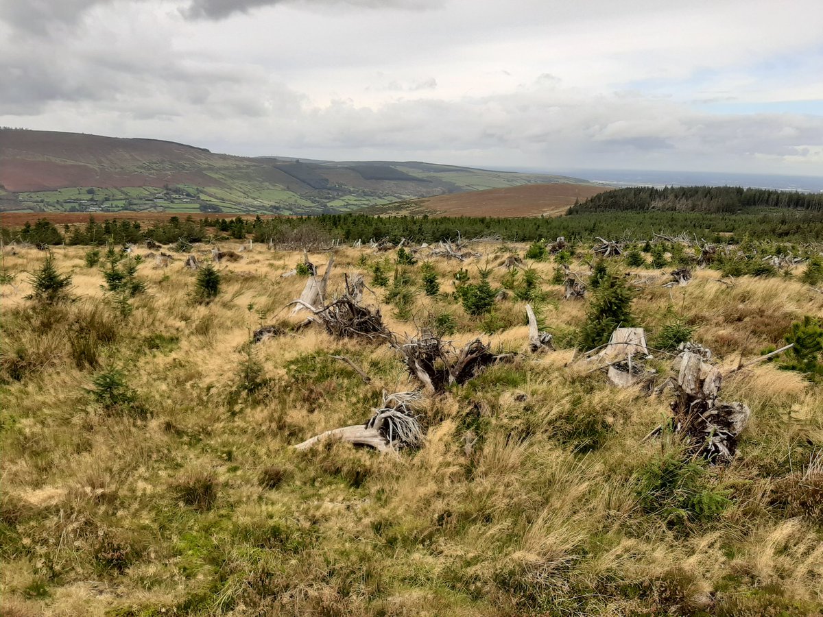 Irishwildlife tweet picture
